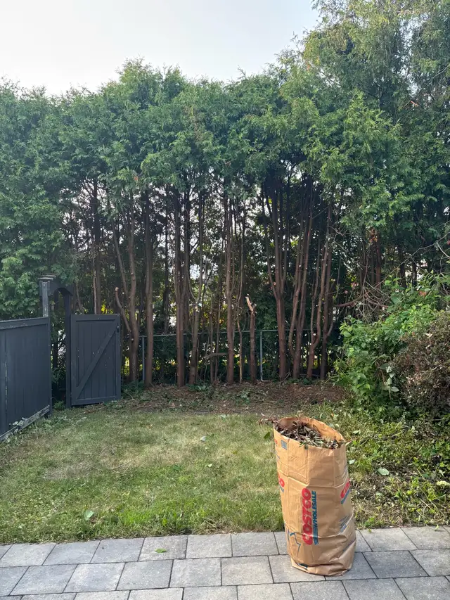 Window clean/Hedge Trimming & Property Maintenance63735895501571123