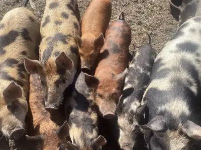 Piglets for sale, View more