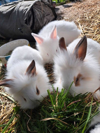 Baby lions mane bunnies! Born in early march