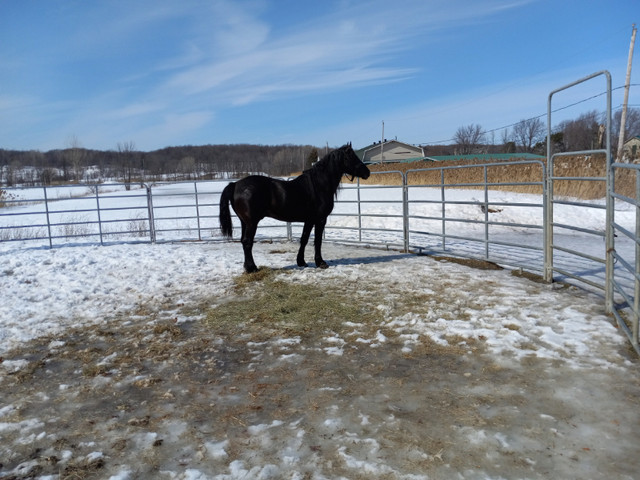 étalon canadien dans Chevaux et poneys à adopter  à Longueuil/Rive Sud - Image 3