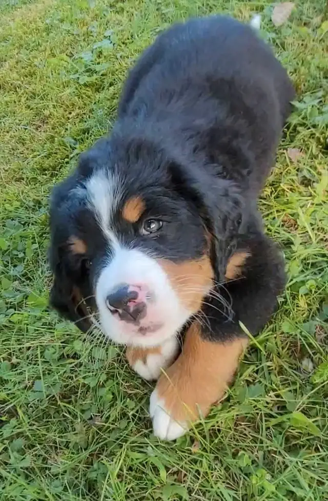 Bouvier Bernois pure race in Dogs & Puppies for Rehoming in Granby - Image 7