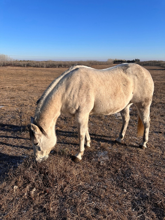Registered Quater Horse Mare 14 years old  in Equestrian & Livestock Accessories in Saskatoon - Image 2