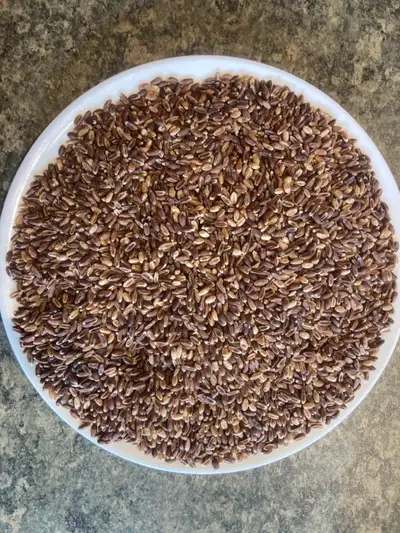 Certified Organic Purple Wheat for home flour milling. The purple colour comes from the compound Ant...