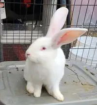 Continetal Giant and Flemish giant  rabbit cross