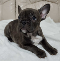 (ONLY 2 LEFT) SPECIAL BREED FRENCH BULLDOG 