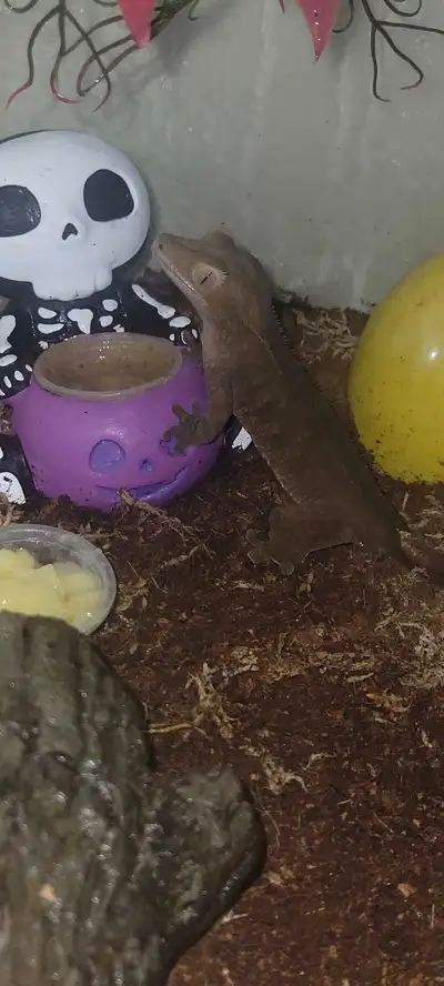 Female Crested Gecko! (Phantom), View more