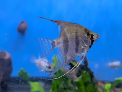 Golden Marble Angelfish - Tropical Aqaurium Fish, View more