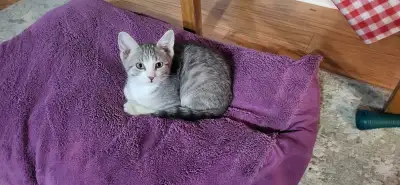 Kitten, 1 left, ready for his forever home, View more