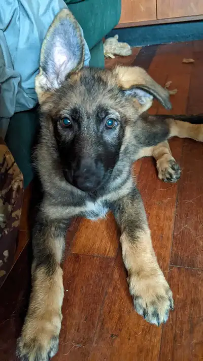 German Shepherd puppies, View more