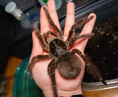 Theraphosa blondi confirmed female tarantula - Goliath birdeater, View more
