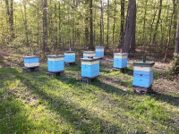 Honey bees 