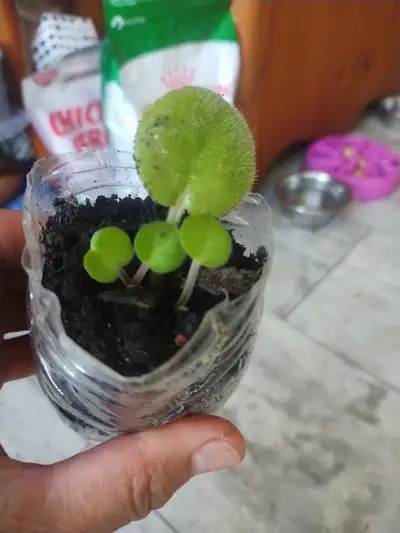 Purple African violet in plastic drinking cup , View more