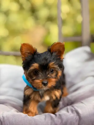 Female Yorkie Puppies. Purebred Yorkshire Terrier Puppy, View more