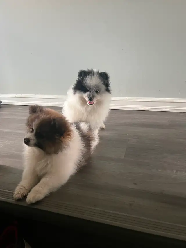 2 Male Pomeranian Puppies need a home make an offer in Dogs & Puppies for Rehoming in Edmonton - Image 8
