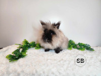 Lionhead Female FOR PET ONLY