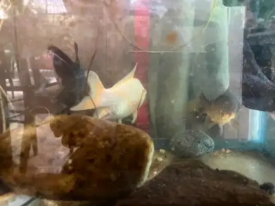 Mature Breeding Trio of Pond Fish, View more