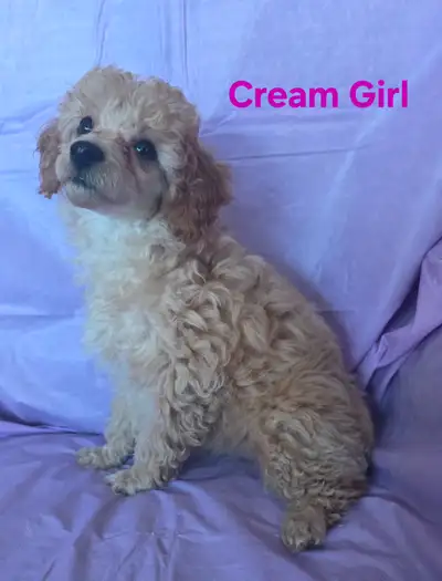 Only 4 Gorgeous Miniature Poodle Pups left!, View more