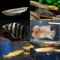 Monster Fishes for rehoming!!
