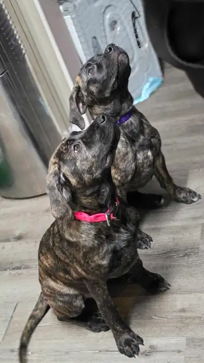 English Mastiff Puppies, View more