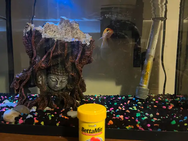 Aquarium, food, and fish! in Fish for Rehoming in Kingston - Image 2