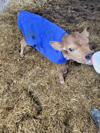 jersey bull calf, View more