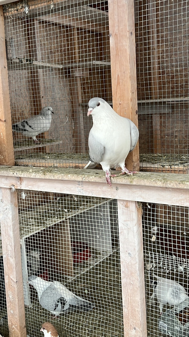  Afghani pigeon for sale   in Animal & Pet Services in Oshawa / Durham Region - Image 2