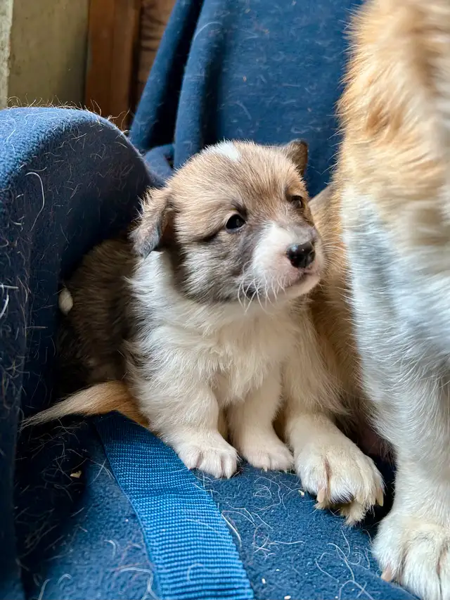 Chiot CORGI à adopter in Dogs & Puppies for Rehoming in West Island - Image 4