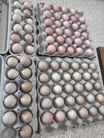 Fertilized Guinea eggs. 50$/dozen