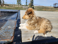 Rough Collies, CKC registered pups from Champion lines