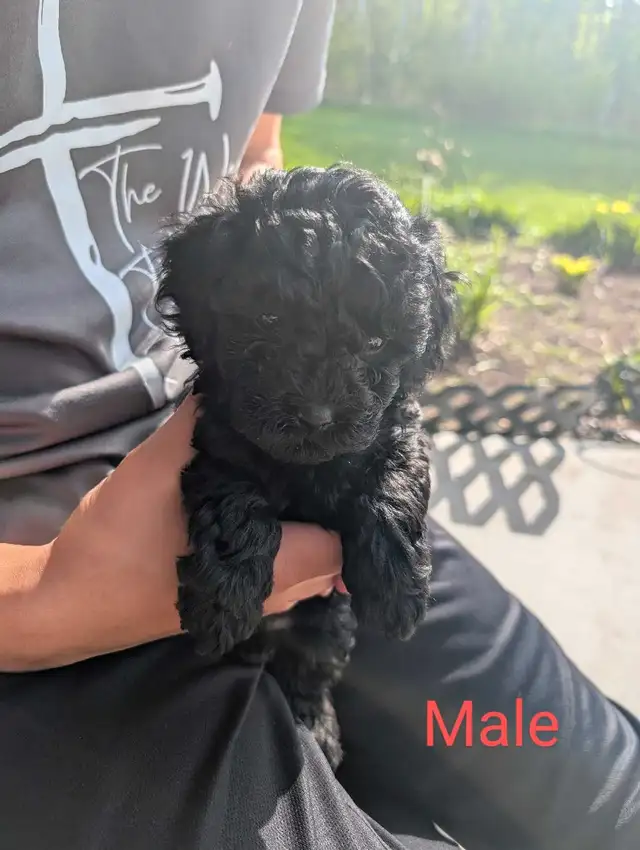 Miniature Toy Poddle in Dogs & Puppies for Rehoming in Winnipeg - Image 4