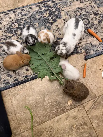 Holland lop ear baby bunnies , View more