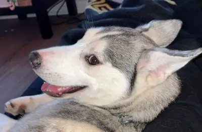 Siberian husky puppy, View more