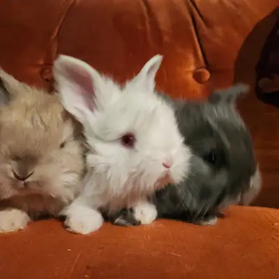 Stunning English Angora  Baby Bunny Rabbits, View more
