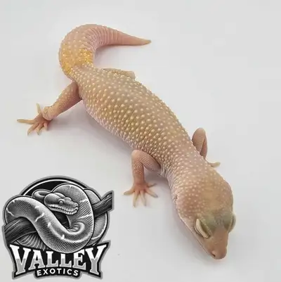 Blazing Blizzard Leopard Gecko – $180 Available now at Valley Exotics Add a truly unique gecko to yo...