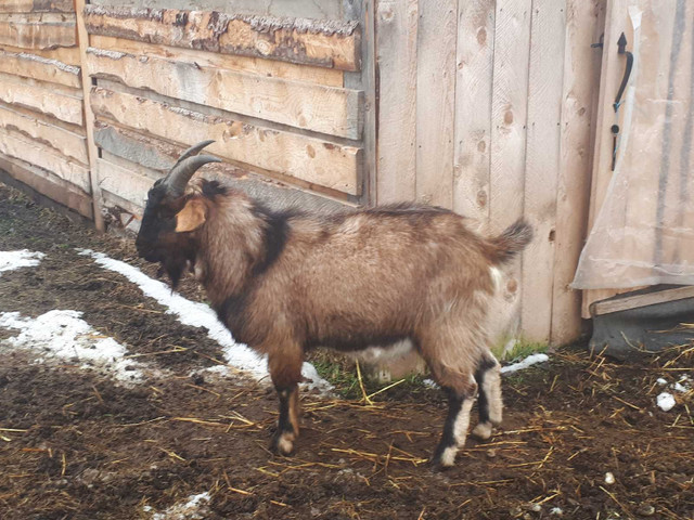 GOAT BUYERS SPECIAL ----Male Goats $3.85/lbs in Livestock in Edmonton - Image 4