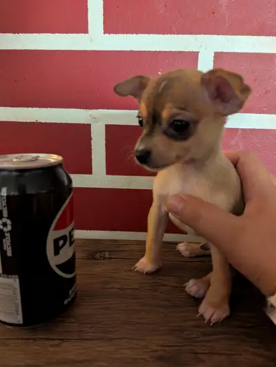 Chihuahua puppies, View more