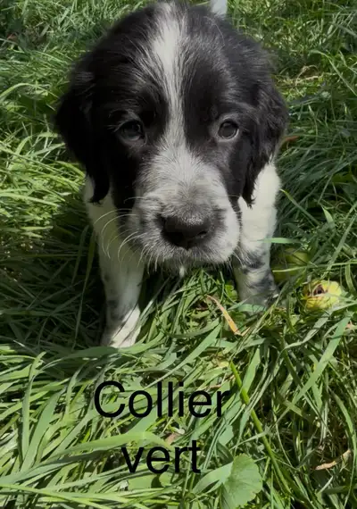  SETTERS ANGLAIS DISPONIBLES — PRÊTS À REJOINDRE LEUR FAMILLE , View more