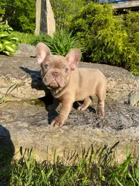 Two Isabella French bulldog females ( with breeding rights)