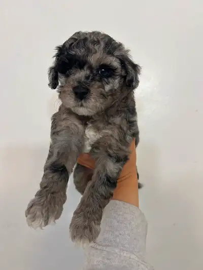 Summer Special Mini Malti-Poo Puppies!, View more