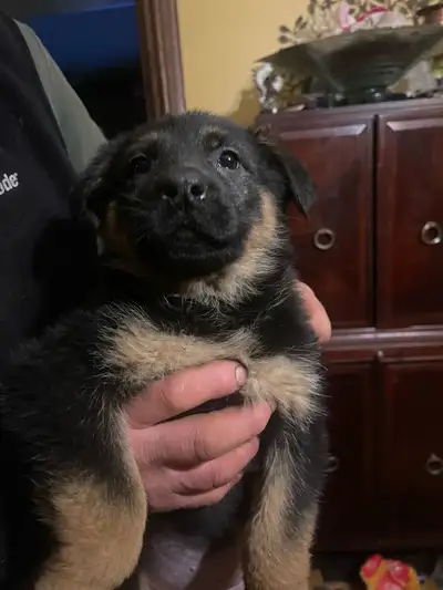 9 adorable friendly pure German Shepherd puppies for rehoming There are 5 girls and 4 boys available...