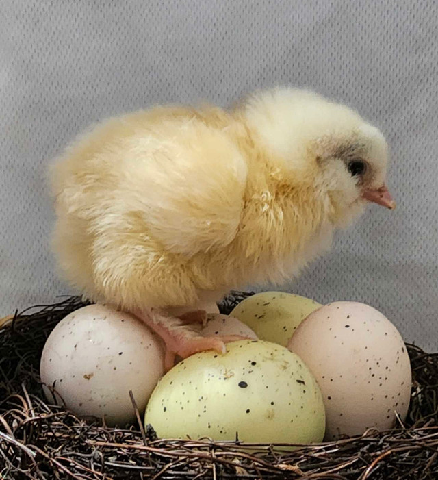 Ivory chicks Pullets  in Livestock in Kawartha Lakes - Image 2