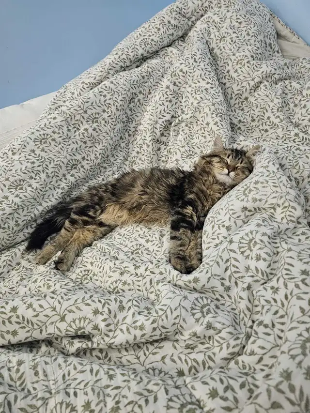 Siberian Cat for Adoption