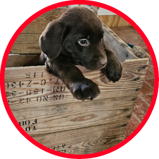 5 chiots Labrador mâles dans Chiens et chiots à adopter  à Drummondville - Image 4