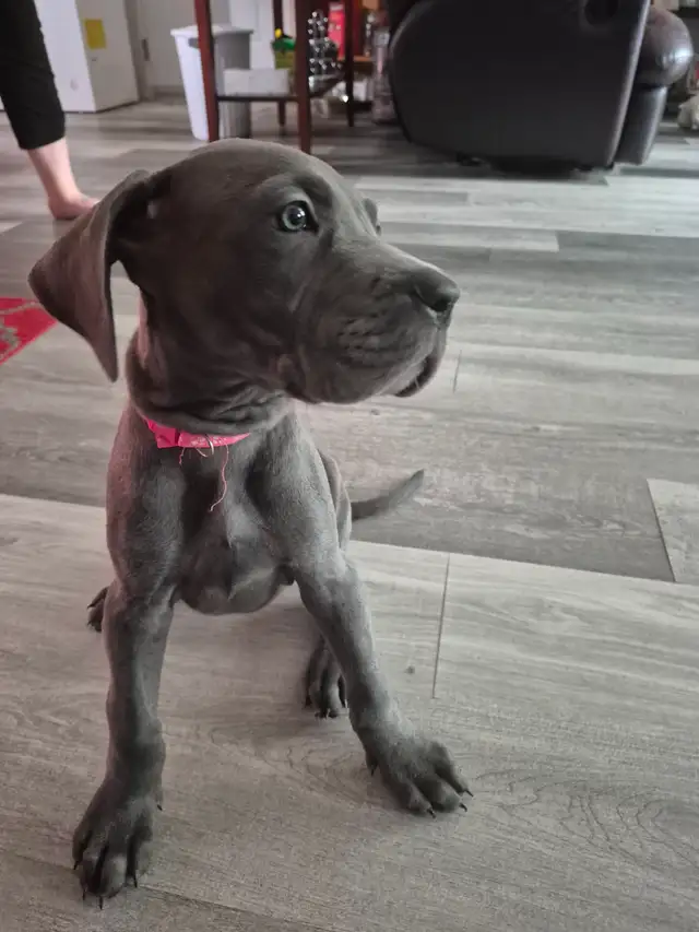 Great Dane Puppies in Dogs & Puppies for Rehoming in Sudbury - Image 20
