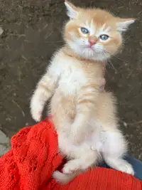 Stunning British Shorthair Mix Kittens 