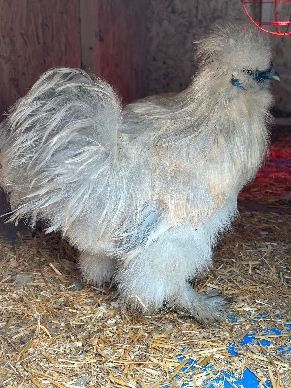 Silkie Roosters in Livestock in Stratford - Image 3