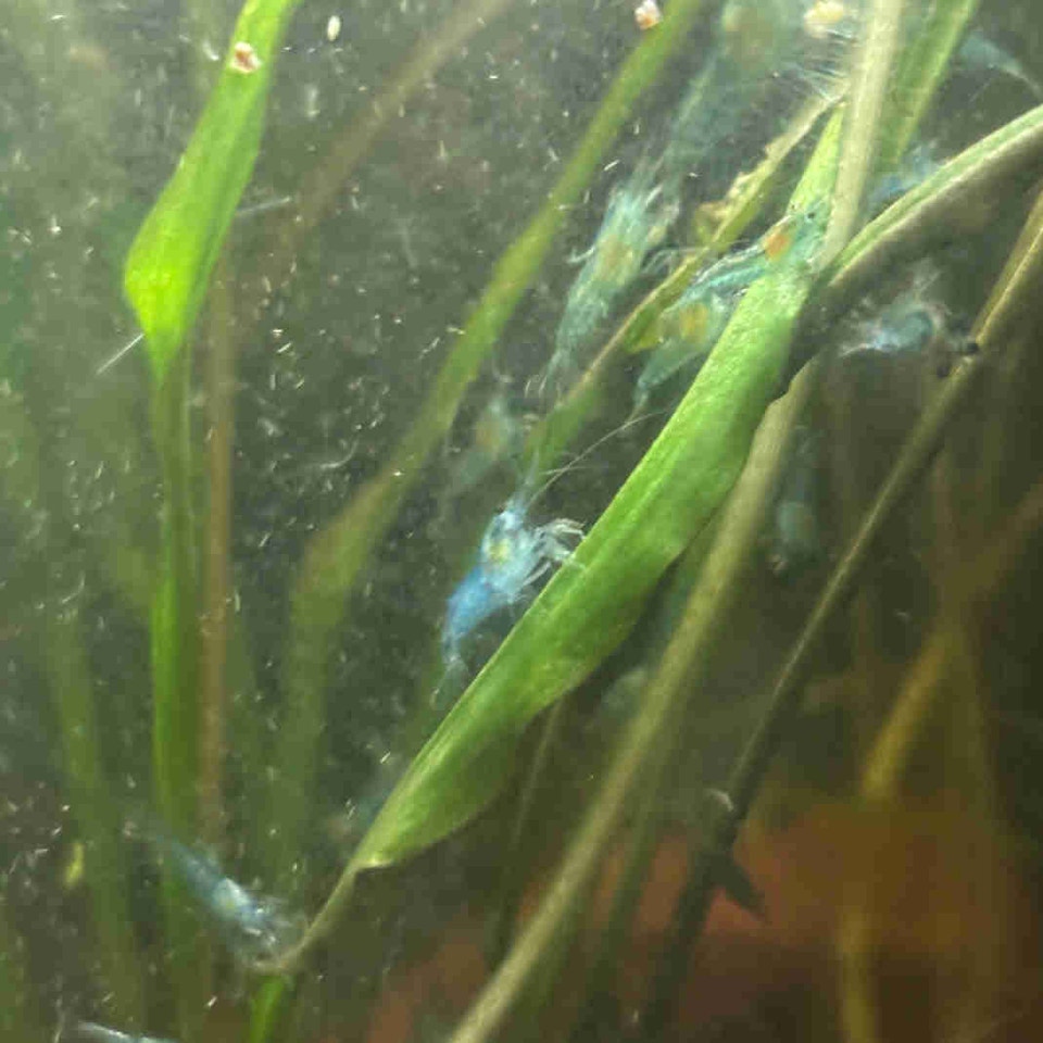 Blue Jelly Neocaradina Shrimp | Fish for Rehoming | Hamilton | Free ...