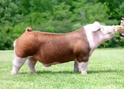 Looking for pure hereford pigs/piglets