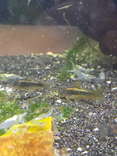 corydoras, View more