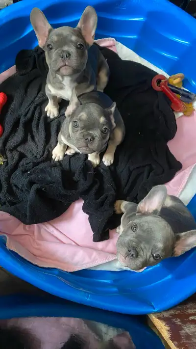 Our girl Kiki had another successful litter on March 25, 2 boys and 1 girl. Natural birth no C-secti...